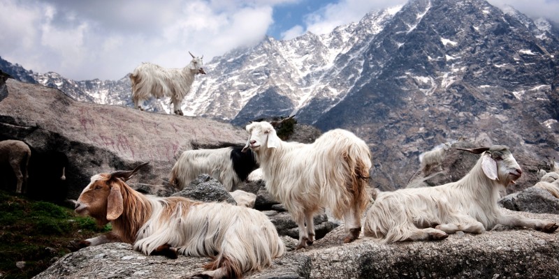 cashmere goats