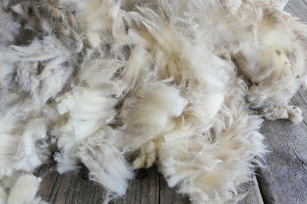 raw wool