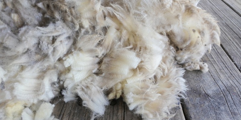 raw wool